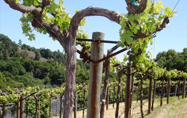 La Honda Winery Vineyards