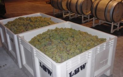 Large Crates Of Grapes
