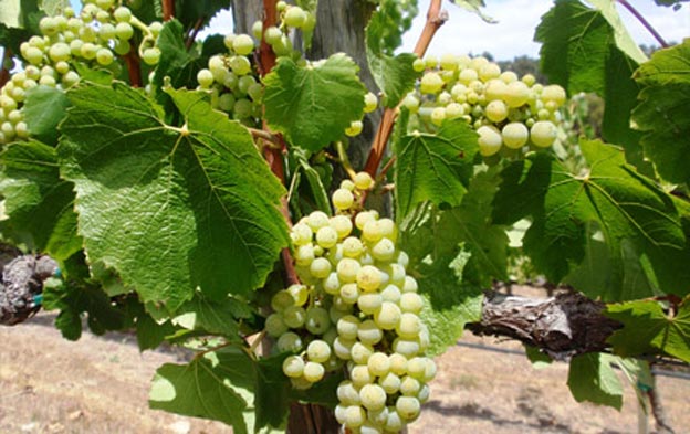 Grapes On Vines