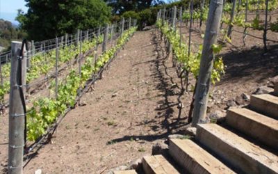 Vineyard Rows And Stairs