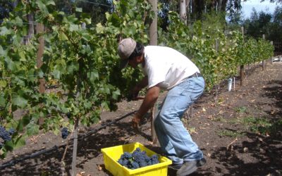 Worker Harvesting Grapes