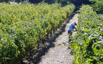 Worker Tending To Grapes In Vineyard