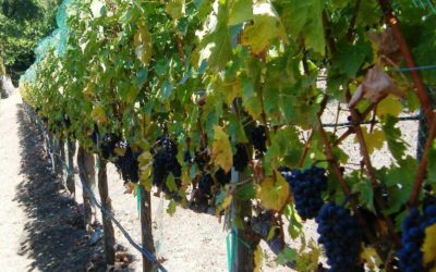 Grapevines With Clusters Of Grapes