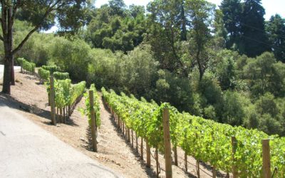 Los Altos Hills Vineyard
