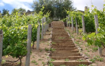 Ascending Stairs In Vineyard