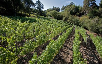 La Honda Winery Vineyard